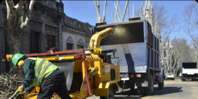 Trabajos de poda de �rboles en Avenida 18 de Julio