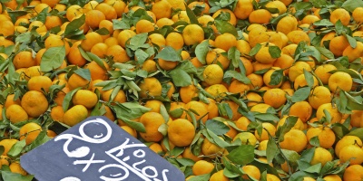 Producci�n de c�tricos registra una suba del 6,4% con respecto a la zafra anterior