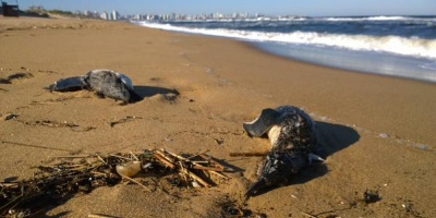 Decenas de ping�inos muertos en costas de Rocha y Punta del Este