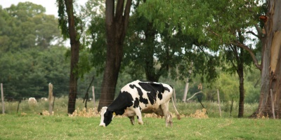 Hombre encarcelado en Paysand� por faenar vacas de Facultad de Agronom�a
