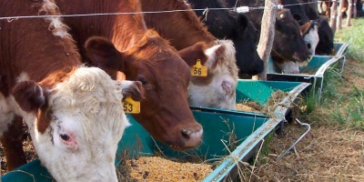 Productores ganaderos y empresas deben presentar declaraci�n anual de DICOSE en julio