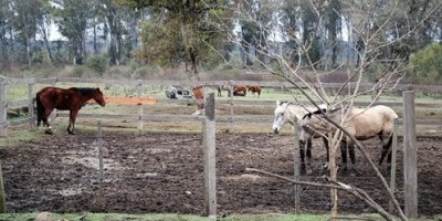 Jerarca de la Intendencia de Artigas neg� que se proh�ba alimentar caballos retirados de las calles