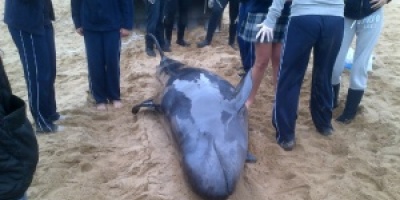 Apareci� muerta una falsa orca en costas de Punta del Este