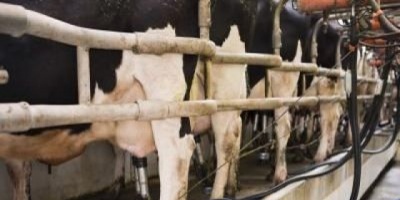 Comisi�n de Ganader�a trabaja para unificar proyectos de ayuda al sector lechero