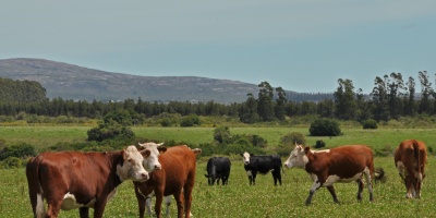 Ganader�a entreg� 3720 comederos para alimentaci�n animal en marco de emergencia agropecuaria