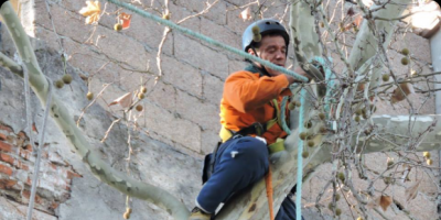 Podar�n 900 �rboles en el municipio B