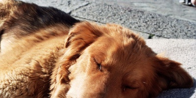 Caso de maltrato de perro en Durazno pas� a la Comisi�n de Bienestar Animal