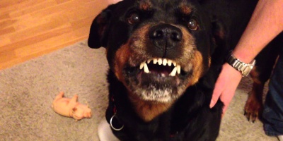 Rottweiler mata ni�a de cuatro a�os
