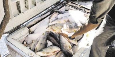 Uruguay export� U$S 55 millones de pescado en primer semestre de 2015