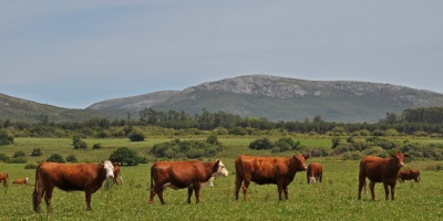 Implementar�n plan piloto para cubrir deficiencia de pasturas en el sector ganadero