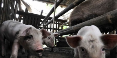 Preocupacin en productores de carne porcina por importacin desde Brasil