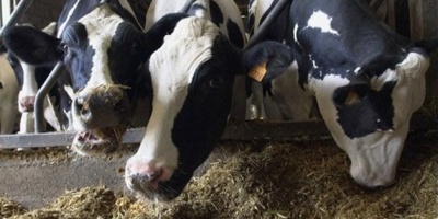 Los ltimos 5134 controles de fiebre aftosa realizados en el pas dieron negativos