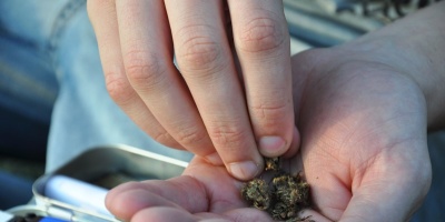 Farmac�uticos cuestionan venta libre de marihuana y piden distribuci�n con receta m�dica