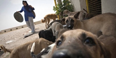 San Jos: ONG denuncia envenenamiento masivo de perros