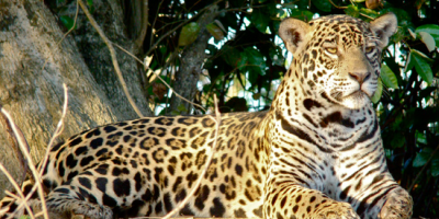 Vecinos de Maldonado denunciaron presencia de felino de mediano tamao