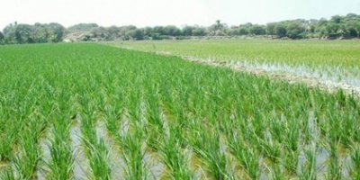 Siembra de arroz "atrasada" por las ltimas lluvias