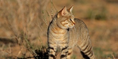 Autom�vil embisti� gato montes en Maldonado 