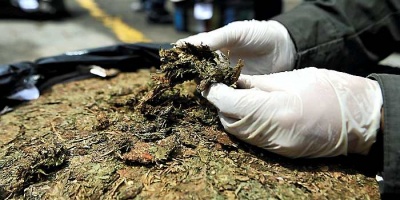 Incautaron ms de 400 kilos de marihuana
