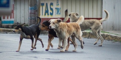 Realizar�n una movilizaci�n en contra del sacrificio de perros por leishmaniasis