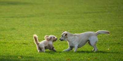 La emergencia sanitaria en Salto por focos de Leishmaniasis canina regir� por 180 d�as