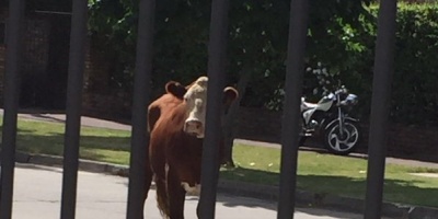 Retuvieron al toro que estaba suelto en calles de Carrasco