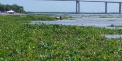 Maldonado se prepara para enfrentar la eventual llegada de camalotes a las costas