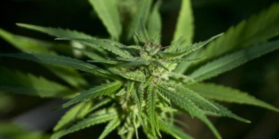 Incautan marihuana en Sol�s