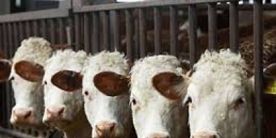 Comienza per�odo obligatorio de vacunaci�n contra la Aftosa