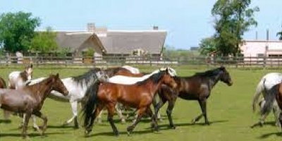 Criadores reiteraron pedido de cierre de fronteras a equinos por muermo