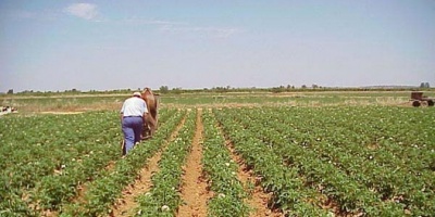 Precios de exportaci�n de productos industriales de origen agropecuario cayeron 14,6% 