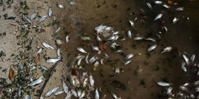 Aparecen peces muertos en lago La Caleta debido a contaminaci�n