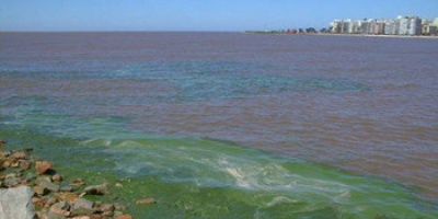 Cianobacterias en playas se debe a exceso de f�sforo de pasteras