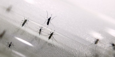 MSP confirm� el primer caso de dengue aut�ctono en Montevideo