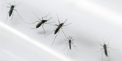 Salud P�blica y mutualistas coordinan plan de contingencia ante futuros posibles casos de dengue
