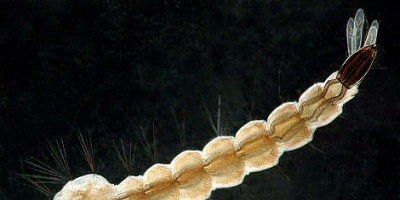 Estudian la aparici�n de larvas que podr�an ser del mosquito Aedes aegypti 