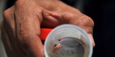 Dengue: Refuerzan controles
