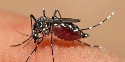 Recomiendan no aplicar repelente de mosquitos en ni�os menores de seis meses