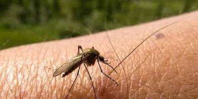 Gobierno confirma tercer caso de dengue aut�ctono