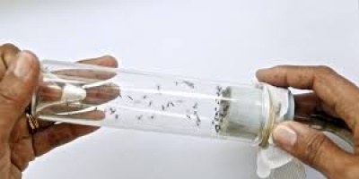 Gobierno procura rebaja del 12% en el IVA a repelentes para asegurar abasto y precio