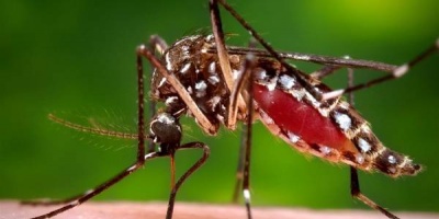 MSP confirm 15 casos de dengue autctono, analiza otros 296 sospechosos y uno de virus del Zika