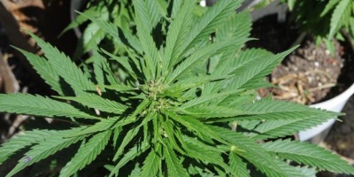 Dos estadounidenses a la crcel por cultivo de marihuana
