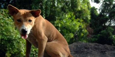 Leishmaniasis en Uruguay se debe a cambio climtico