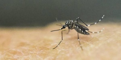 La Intendencia de Montevideo no tiene previsto continuar fumigando por el Aedes Aegypti 