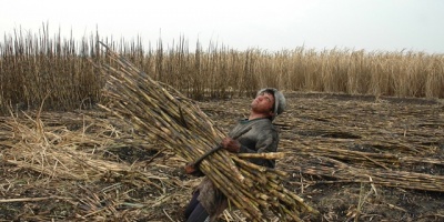 Azucareros de Artigas en conflicto 