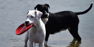 Comuna Canaria realiza su 1er encuentro de mascotas