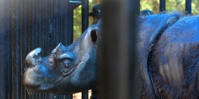 Nace una cr�a de rinoceronte de Sumatra, especie en v�a de extinci�n