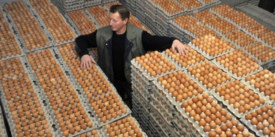 Trabajadores av�colas de EE.UU usan pa�ales, pues les proh�ben ir al ba�o