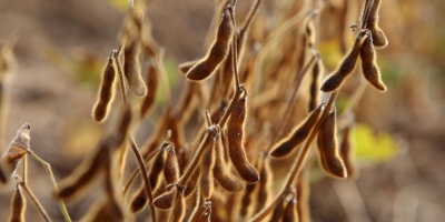 Campa�a para juntar 10 mil firmas con el objetivo de erradicar la soja transg�nica de Canelones