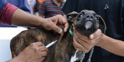 Impulsan la creaci�n de un Hospital Veterinario P�blico 