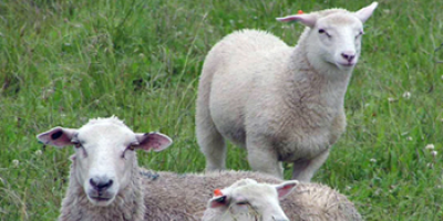 Estudian vender carne ovina con hueso a M�xico